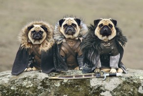 A Couple Have Recreated "Game Of Thrones" With Their Pugs