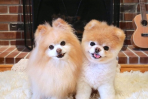 Boo And Buddy Make A Cute Couple