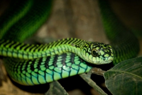 The world’s most dangerous snakes
