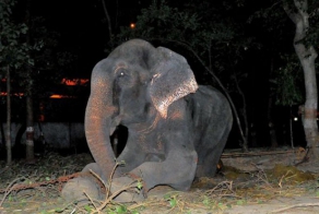 Heroic Rescuers Save This Elephant From 50 Years Of Spiked Chains And