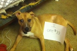 Hilarious Dogs Facing Public Shaming That Will Make You Say AwWw!