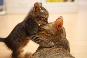 See the Cutest Animals Kissing Photos – So Cute!