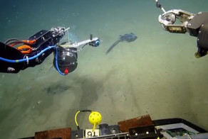 At First They Thought This Purple Thing Was Sea Garbage...