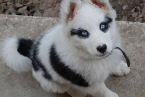Dogs With Extraordinary Fur Patterns And Markings
