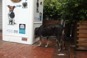 Amazing Machine Feeds Homeless Animals