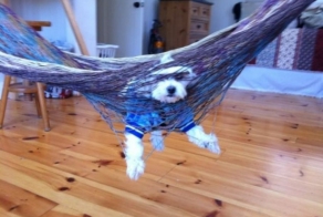 30 Dogs Who Failed So Hard They Won