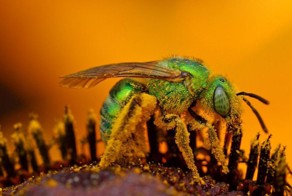 The most painful stings and bites in the world