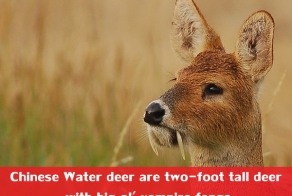 Strange and Weird Animals That You Didn’t Know Exist!