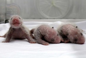 The First Surviving Panda Triplets