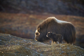 The Cutest Animal Parents Hanging Out With Mini Versions Of Themselves