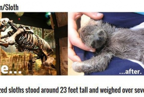 Cute Animals That Were Once Gigantic