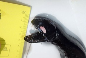 Alien from the Ocean