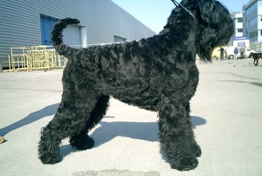 Black Russian Terrier