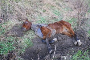 Amazing horse recovery