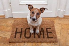 Reasons That Dog People Are Completely Crazy