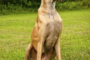 You Will Never Believe What A Vet Found In This Dog’s Stomach