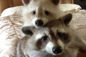 Raccoons are awesome!