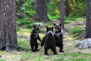 “Dancing” Bear Cubs