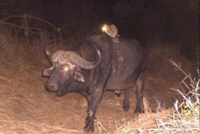 Wildcat Hitch Hikes Through Africa