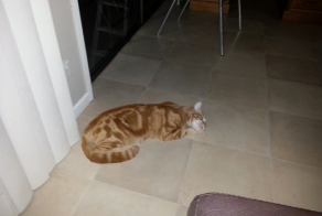 This Cat Brings Home The Most Unusual Treats For His Family