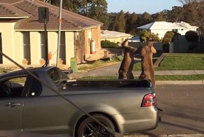Two boxing kangaroos