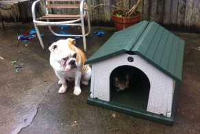 Cats Who Prove Why They Aren't Considered Man's Best Friend