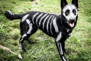 Non-Toxic Face Paint To Turn Your Animals Into Creepy Skeletons
