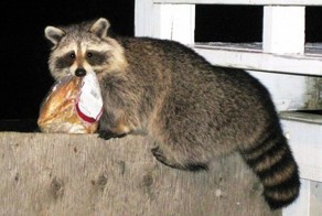Sneaky Animals Stealing Your Stuff