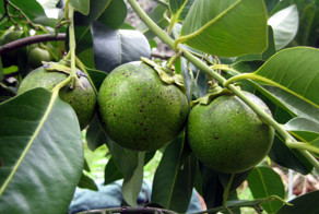 A Fruit That Tastes Like Chocolate Pudding?