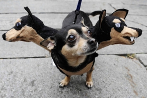 25 Terrifying Cute Halloween Costumes For Pets