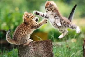 The 16 Greatest Battles Fought By The Most Courageous Cats Of Our Time