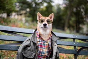the Stylish Shiba Inu Who Makes $15,000 a Month