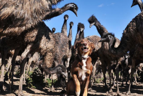 Meet Chip The Dog, The Most Adorable Farmhand