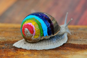Pimp out snails' shells