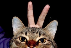 Bored With Pranking Your Friends? Prank Your Cat, Instead