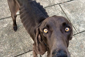This Poor Dog Was Eating Sticks And Stones Before It Was Rescued