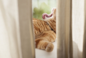 Meet Luccie: My Yawning And Stalking Cat