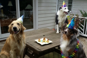 Ridiculously Happy Animals Celebrating Their Birthday