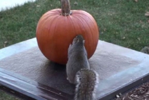 5 Steps To Carving A Pumpkin If You’re A Squirrel