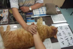 Chinese Clinic Has A Special Helper To Calm People Down