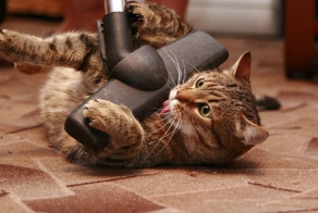 Today I Learned Some Animals Really Like Vacuums. Maybe a Bit Too Much