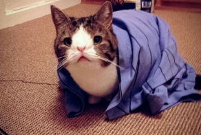 Meet Monty: The Adorable Cat With An Unusual Face