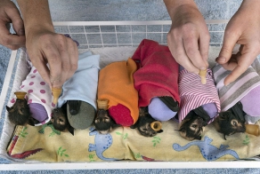 There’s A Bat Hospital In Australia That Takes In Abandoned Baby Bats