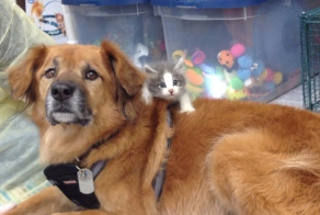 Meet Boots, A Dog That Is Now A Nanny For Orphaned Kittens