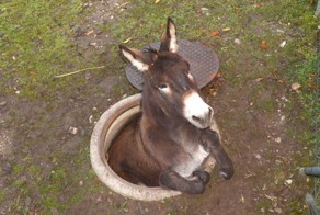 They Found an Ass Stuck in a Manhole