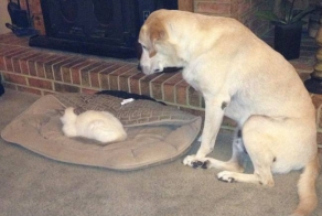 These 10 Hilarious Pieces of Evidence Prove That Cats Rule