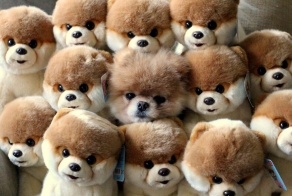 Masters of camouflage