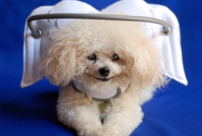 This Angelic Halo Protects Blind Dogs From Bumping Into Things
