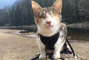 Meet Honey Bee, Who Loves Hiking