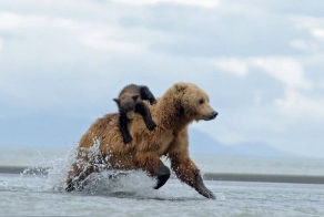 How to ride bear-back